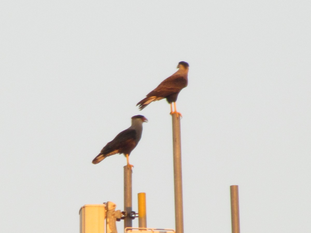 Crested Caracara - ML640064582