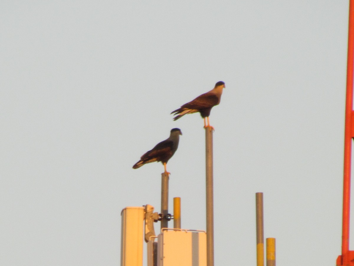 Crested Caracara - ML640064583