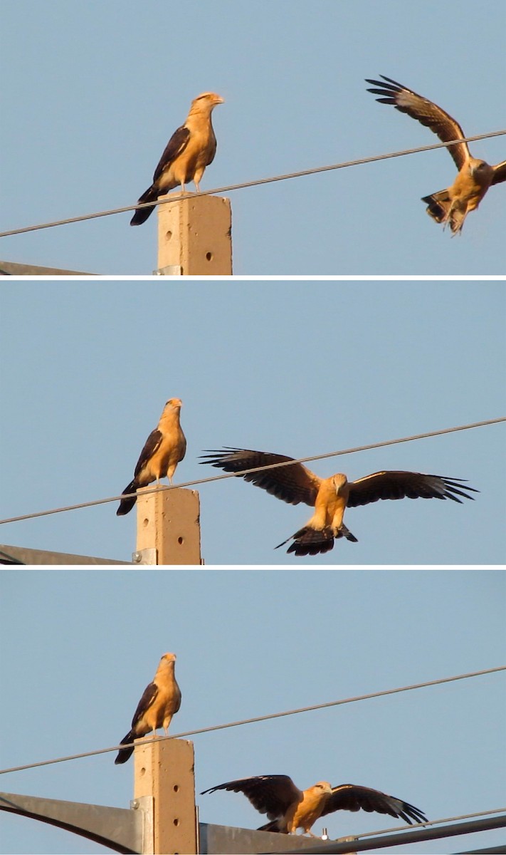 Yellow-headed Caracara - ML640064584