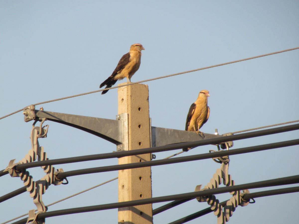 Yellow-headed Caracara - ML640064586