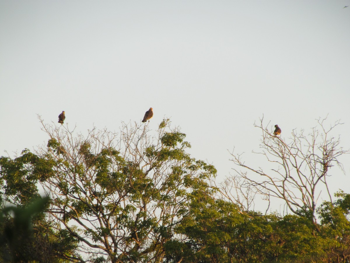 Yellow-headed Caracara - ML640064592
