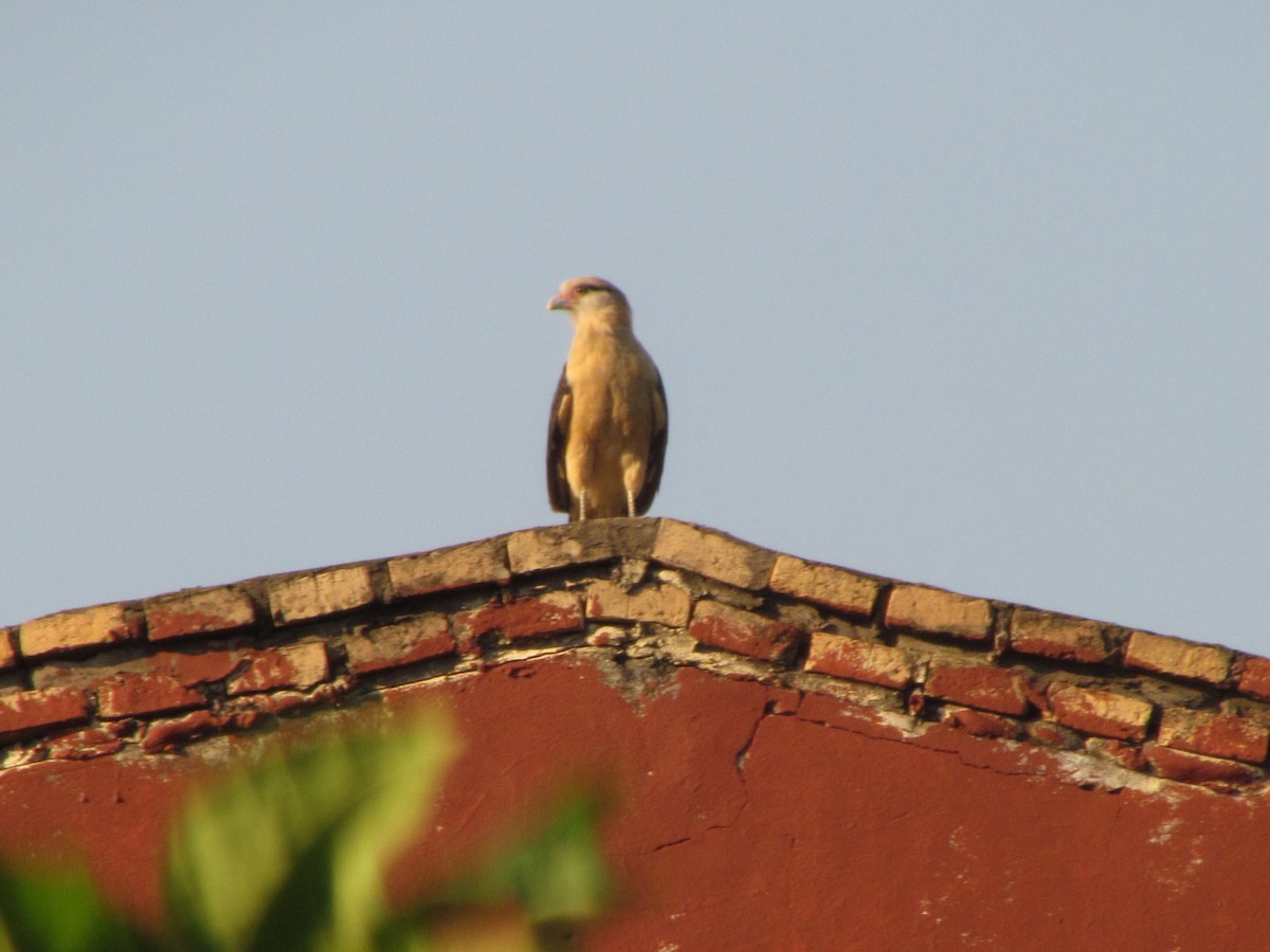 Yellow-headed Caracara - ML640064593