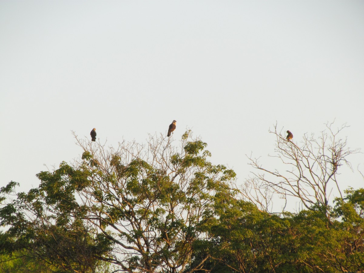 Yellow-headed Caracara - ML640064599