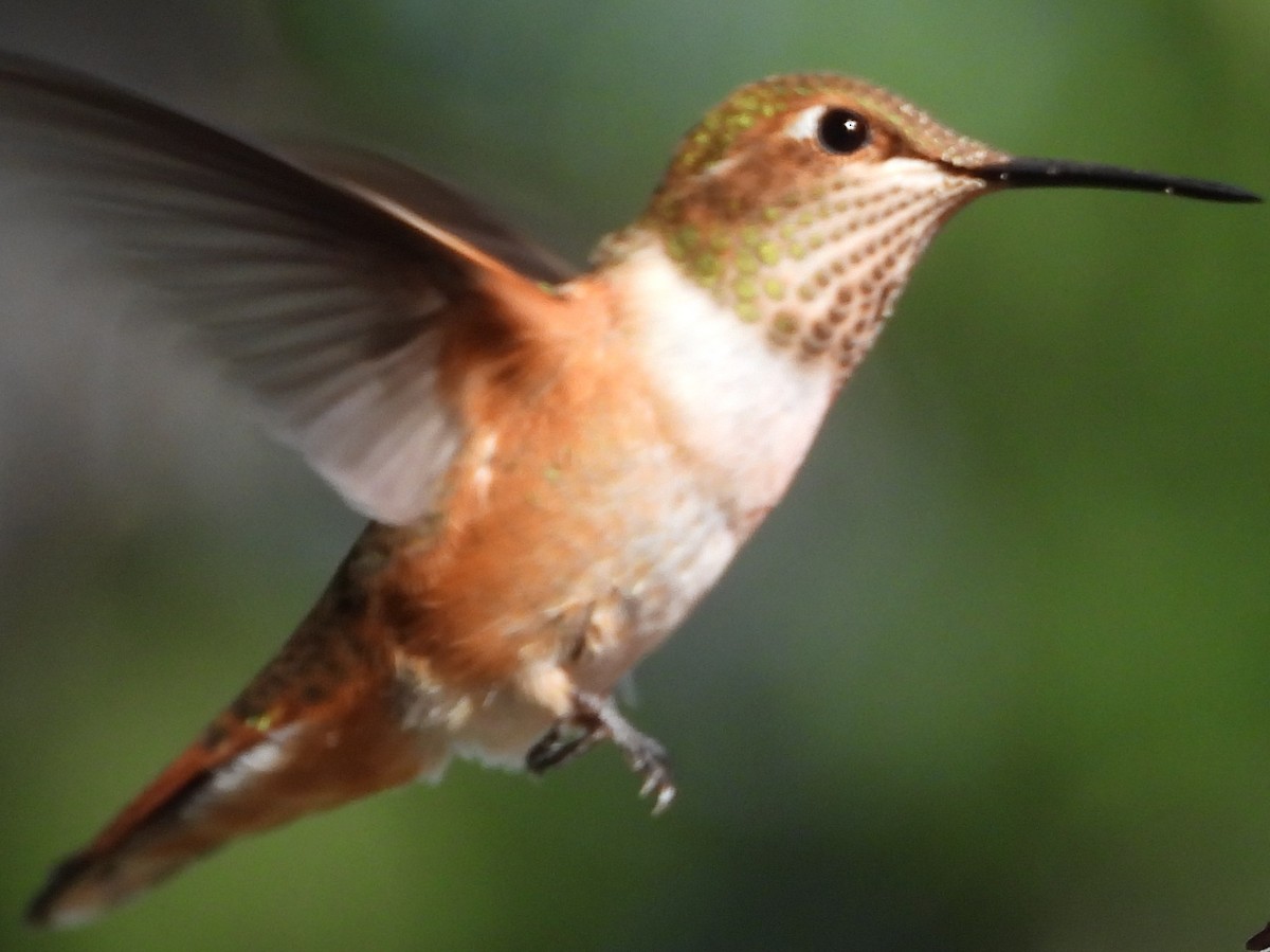 Rufous Hummingbird - ML640064612