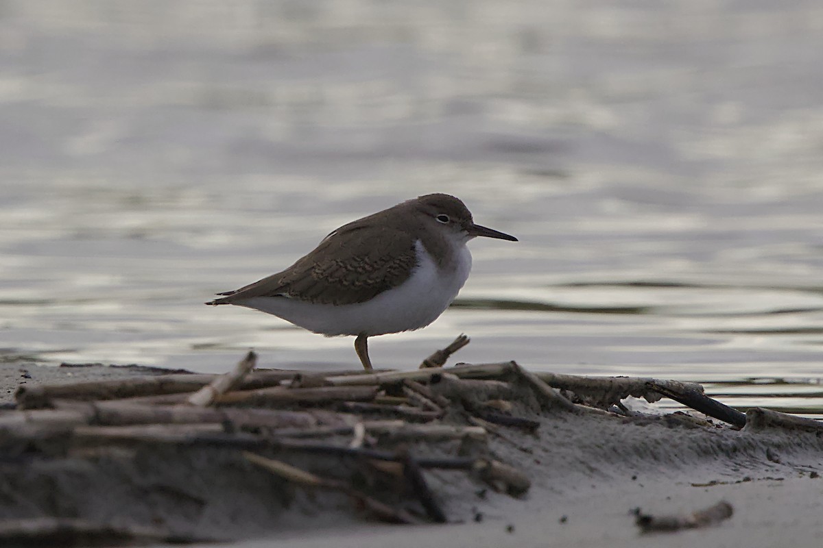 Spotted Sandpiper - ML640064620