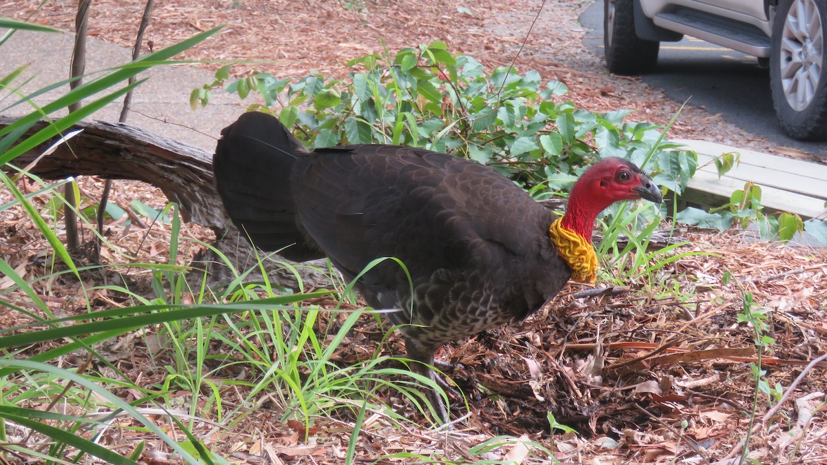 Australian Brushturkey - ML640064621