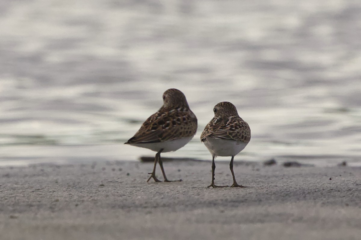 Least Sandpiper - ML640064622