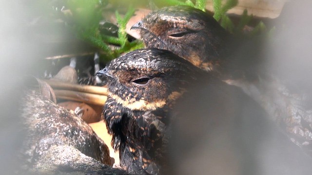 Diabolical Nightjar - ML640064635