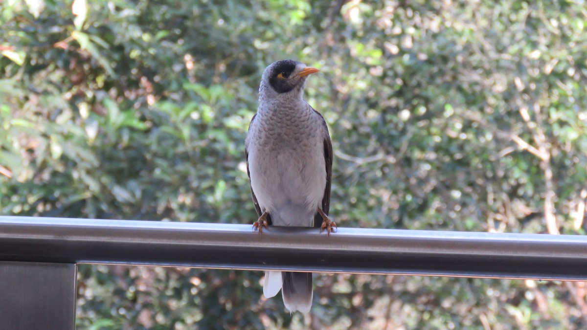 Noisy Miner - ML640064643