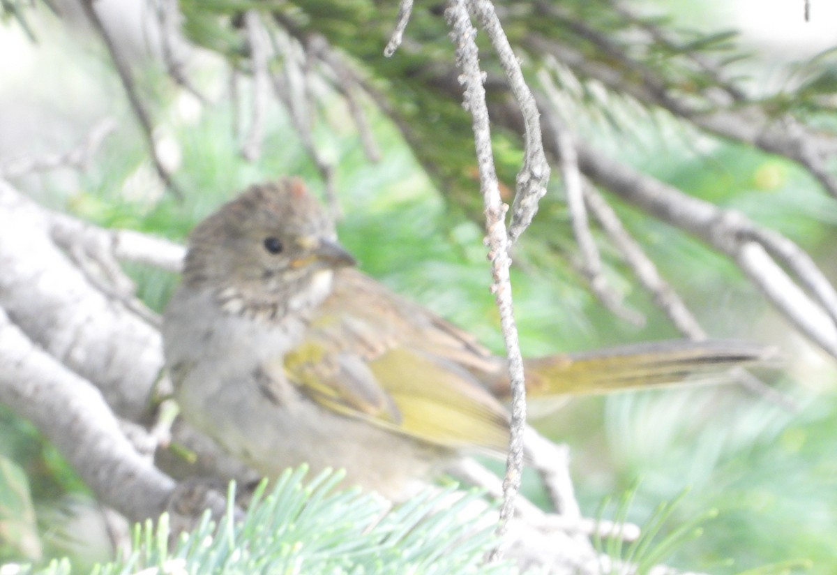 Green-tailed Towhee - ML640064654