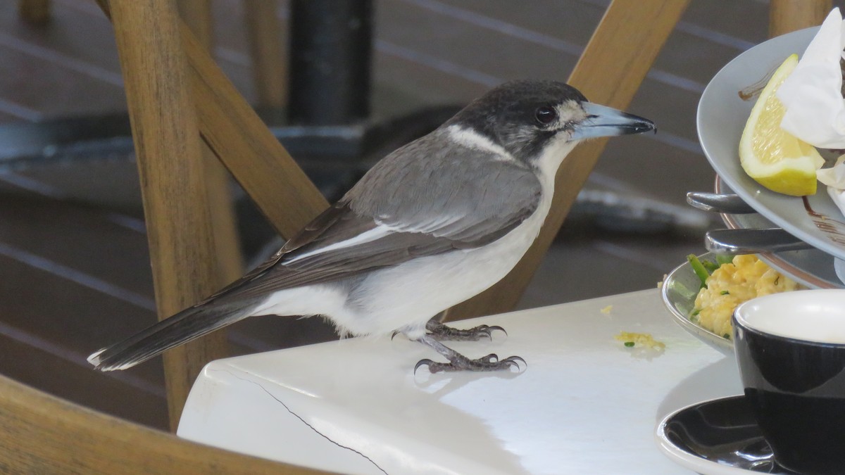 Gray Butcherbird - ML640064660