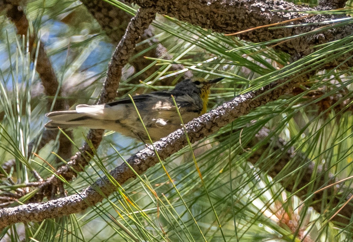 Grace's Warbler - ML640064677