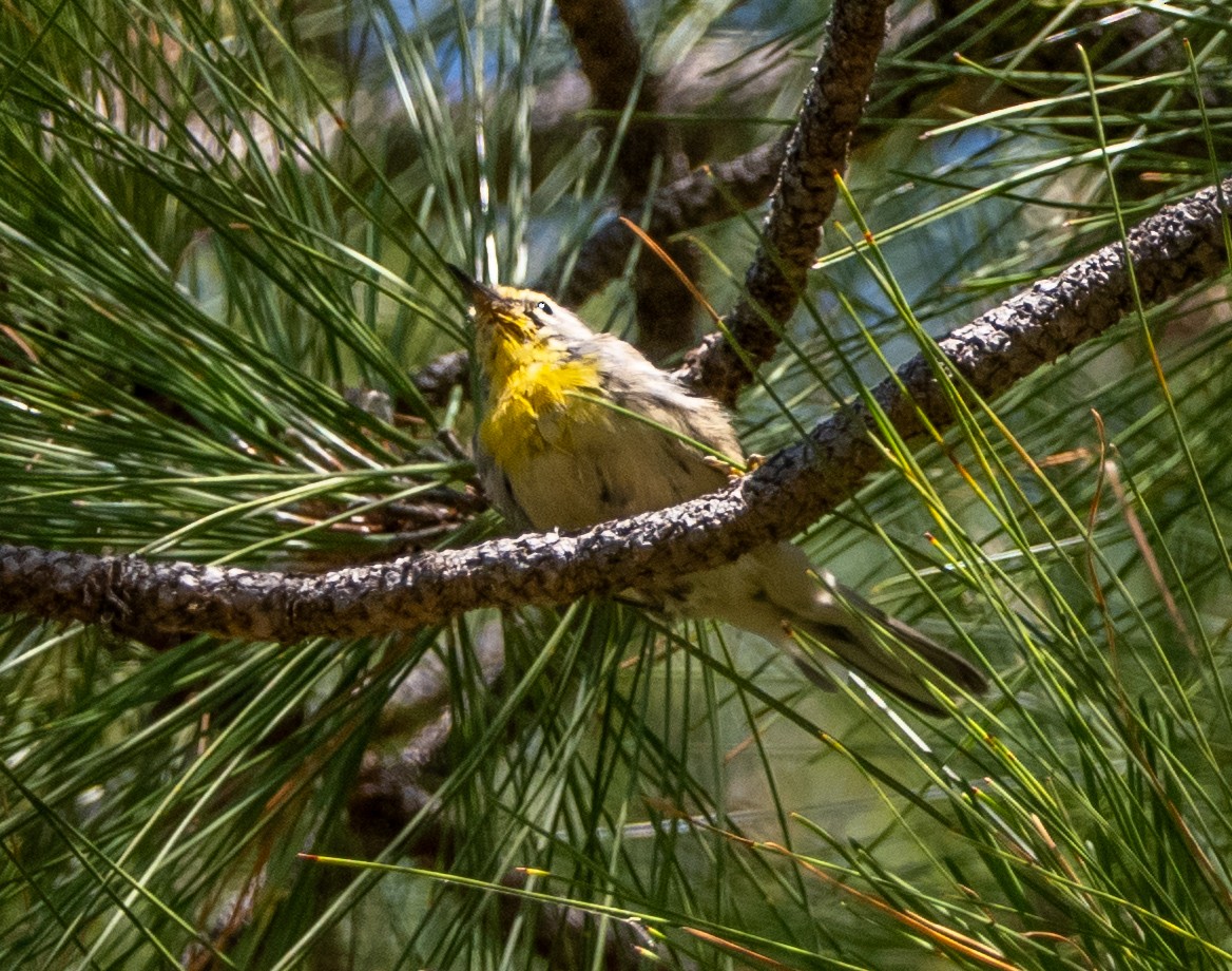 Grace's Warbler - ML640064678