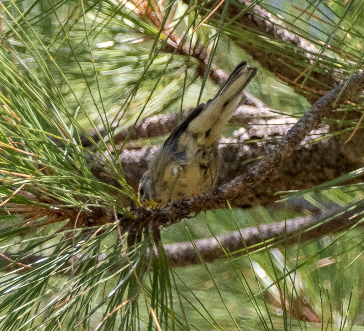 Grace's Warbler - ML640064679