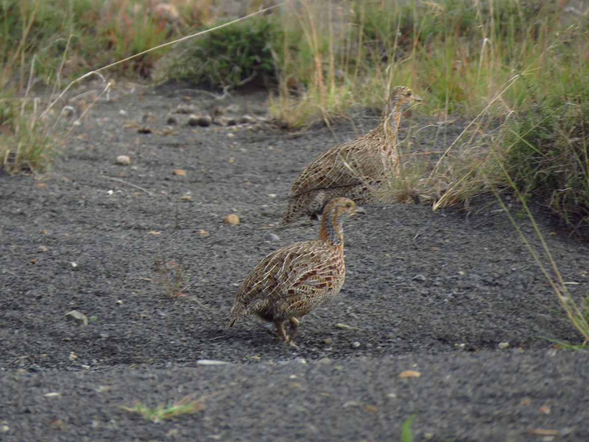Gray-winged Francolin - ML640064701
