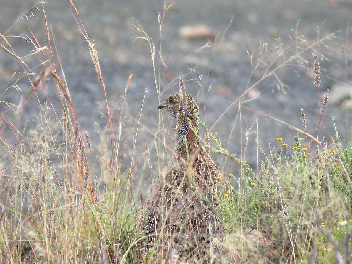 Gray-winged Francolin - ML640064702