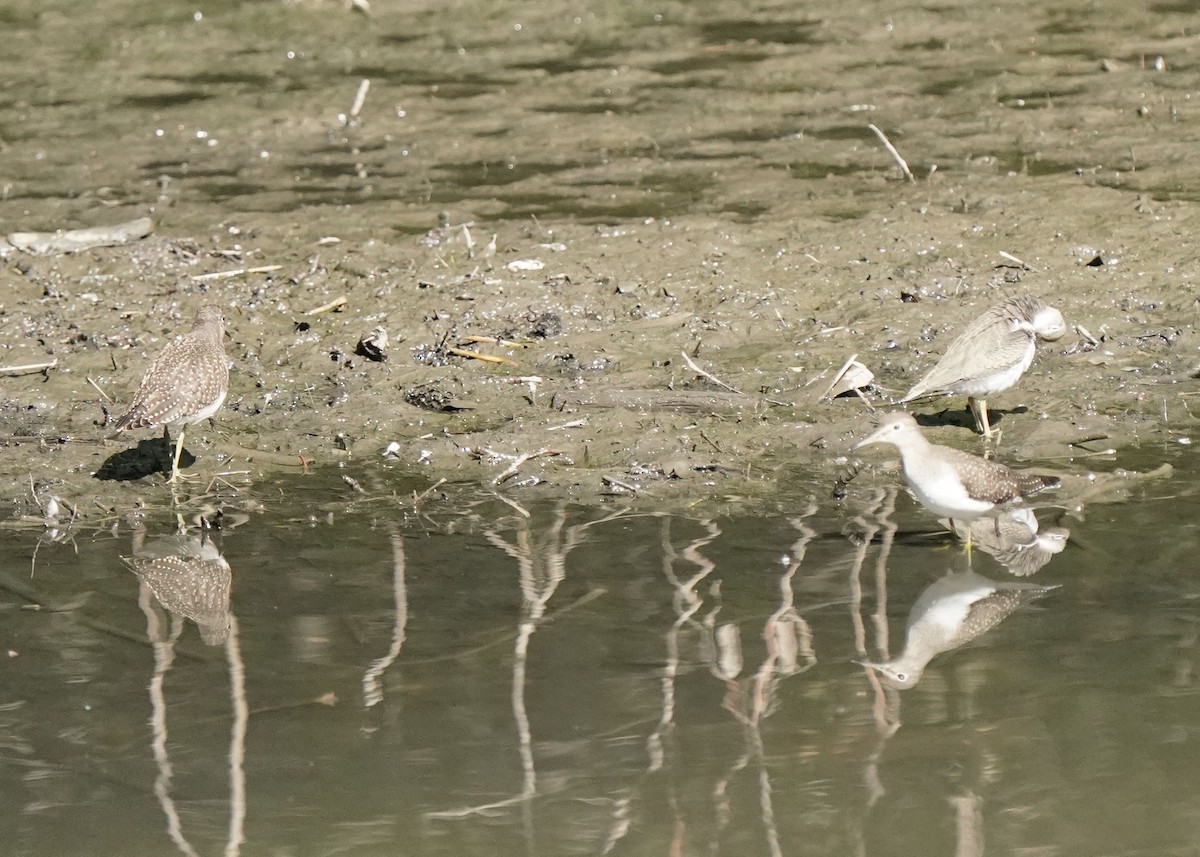 Spotted Sandpiper - ML640064758