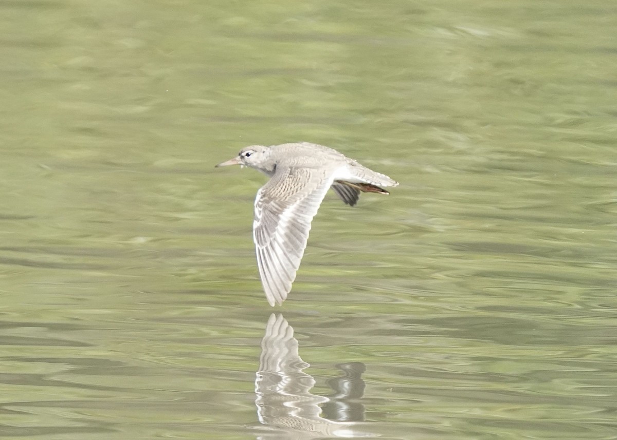 Spotted Sandpiper - ML640064768