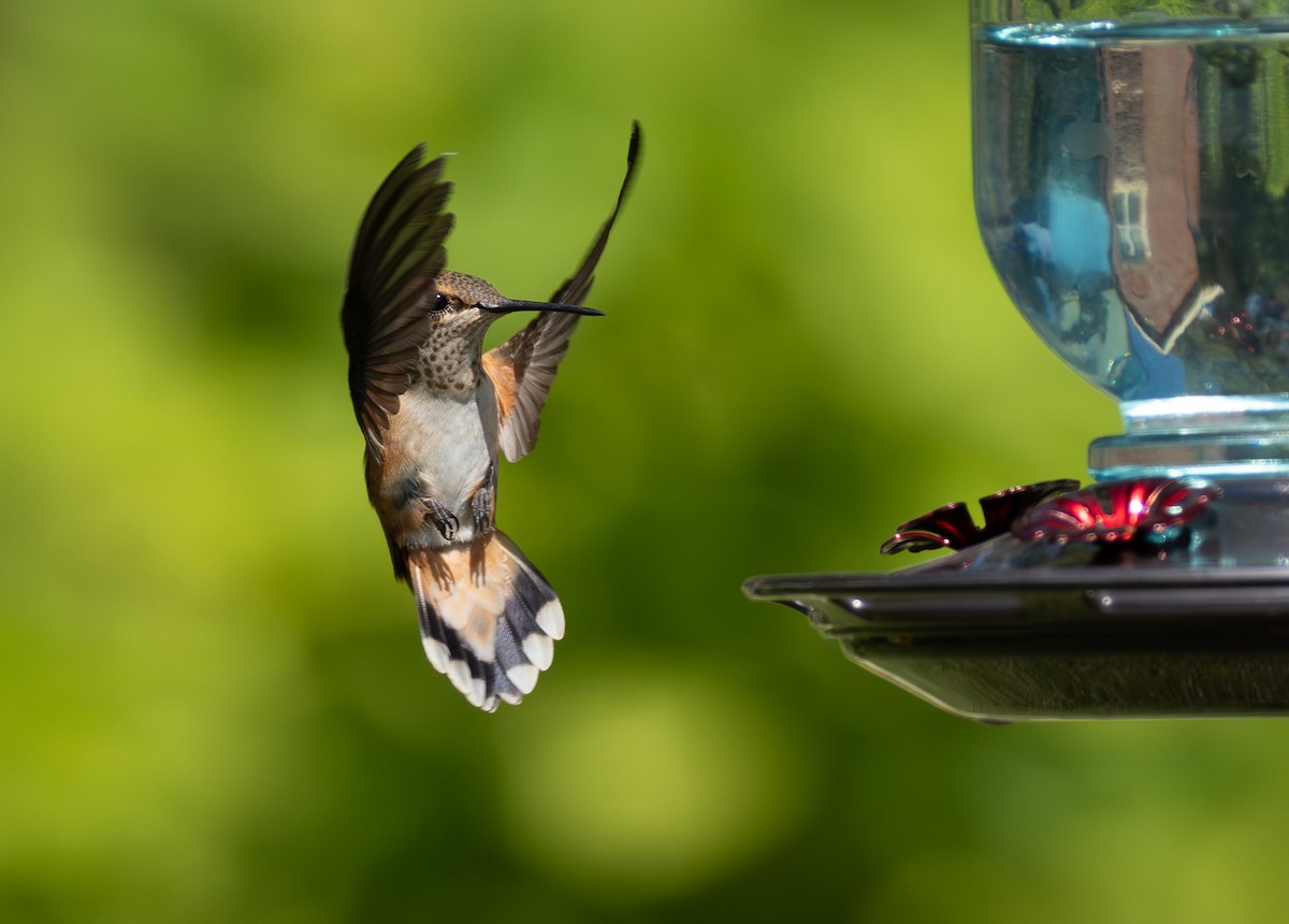 Rufous/Allen's Hummingbird - ML640064788