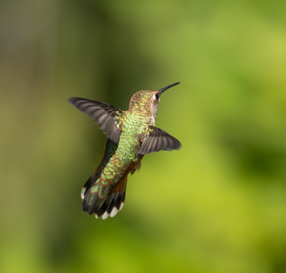 Rufous/Allen's Hummingbird - ML640064789