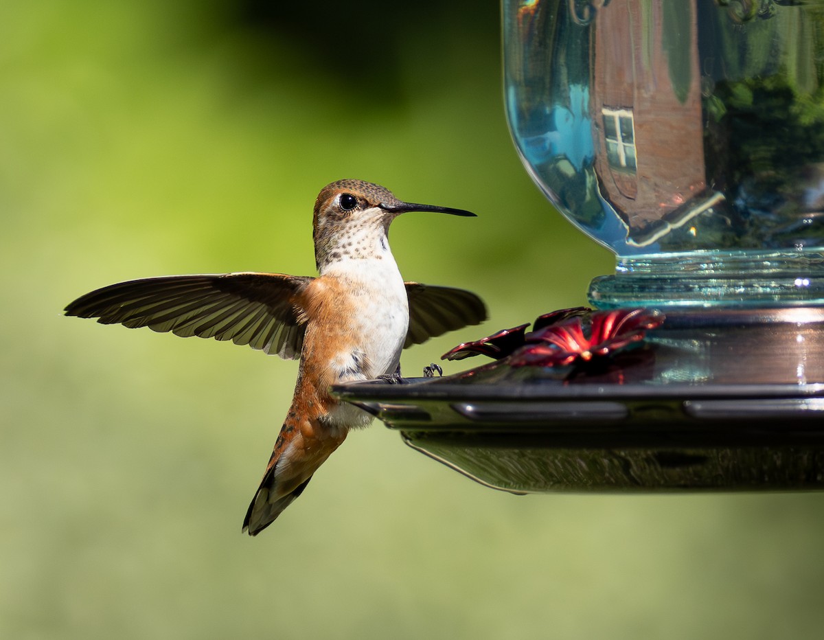 Rufous/Allen's Hummingbird - ML640064790