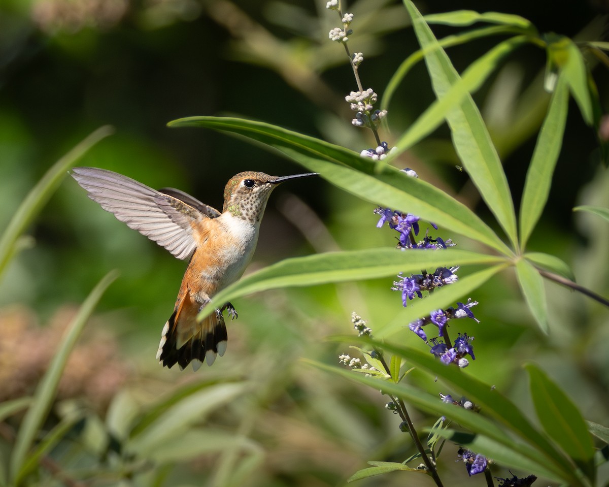 Rufous/Allen's Hummingbird - ML640064791