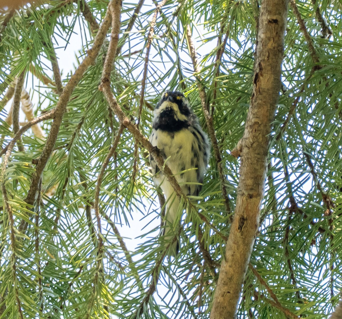 Black-throated Gray Warbler - ML640064802