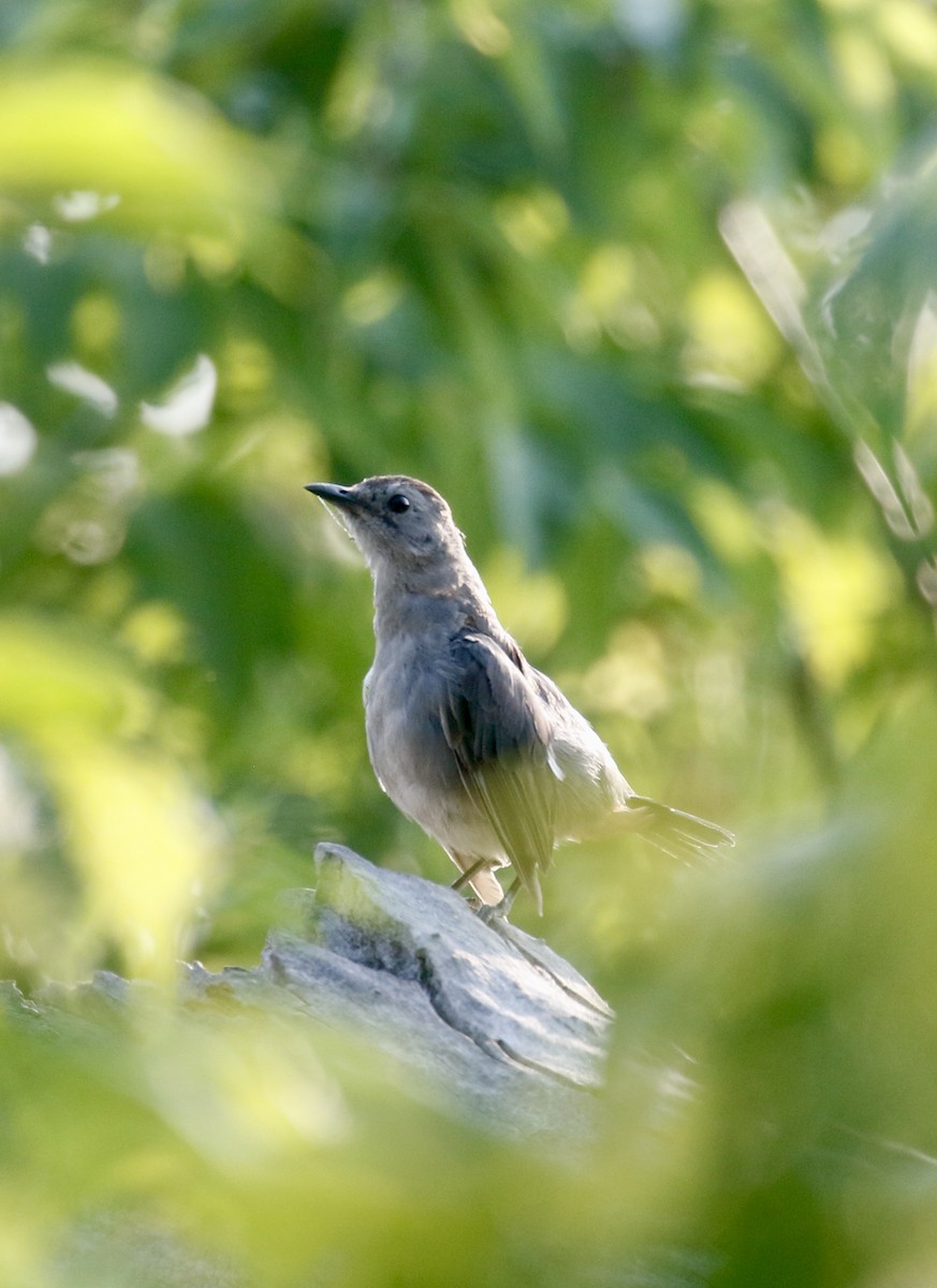 Gray Catbird - ML640064856