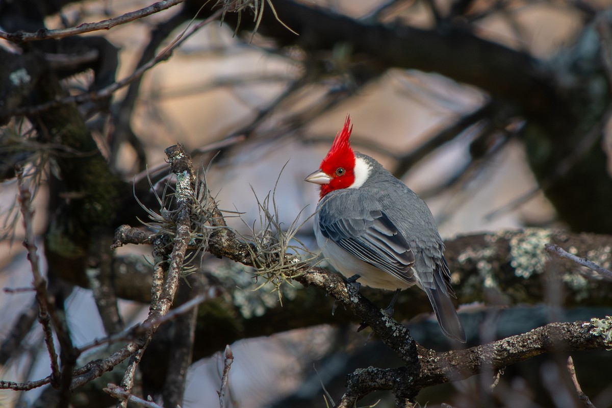 Red-crested Cardinal - ML640064902