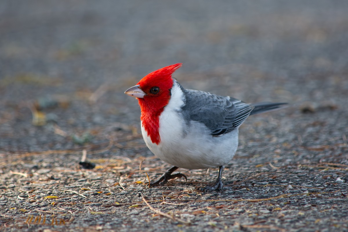 Red-crested Cardinal - ML640064903