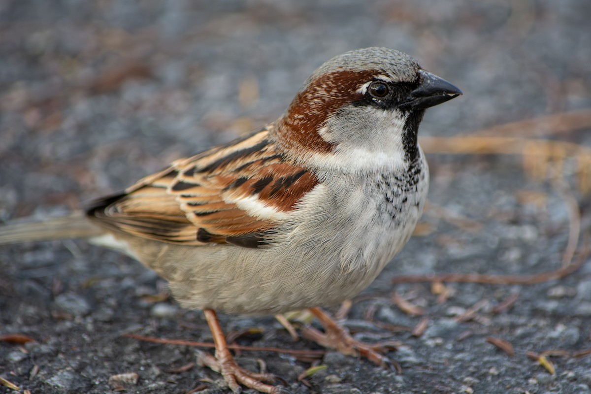 House Sparrow - ML640064927