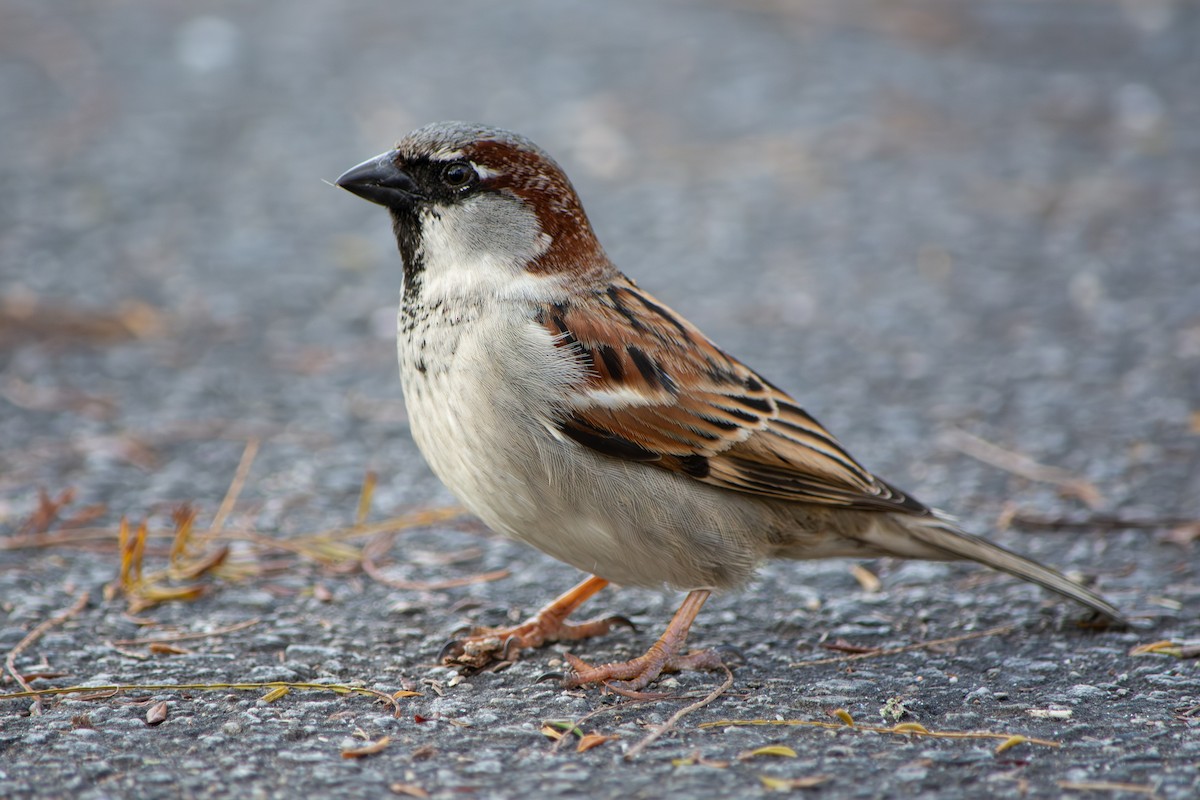 House Sparrow - ML640064928
