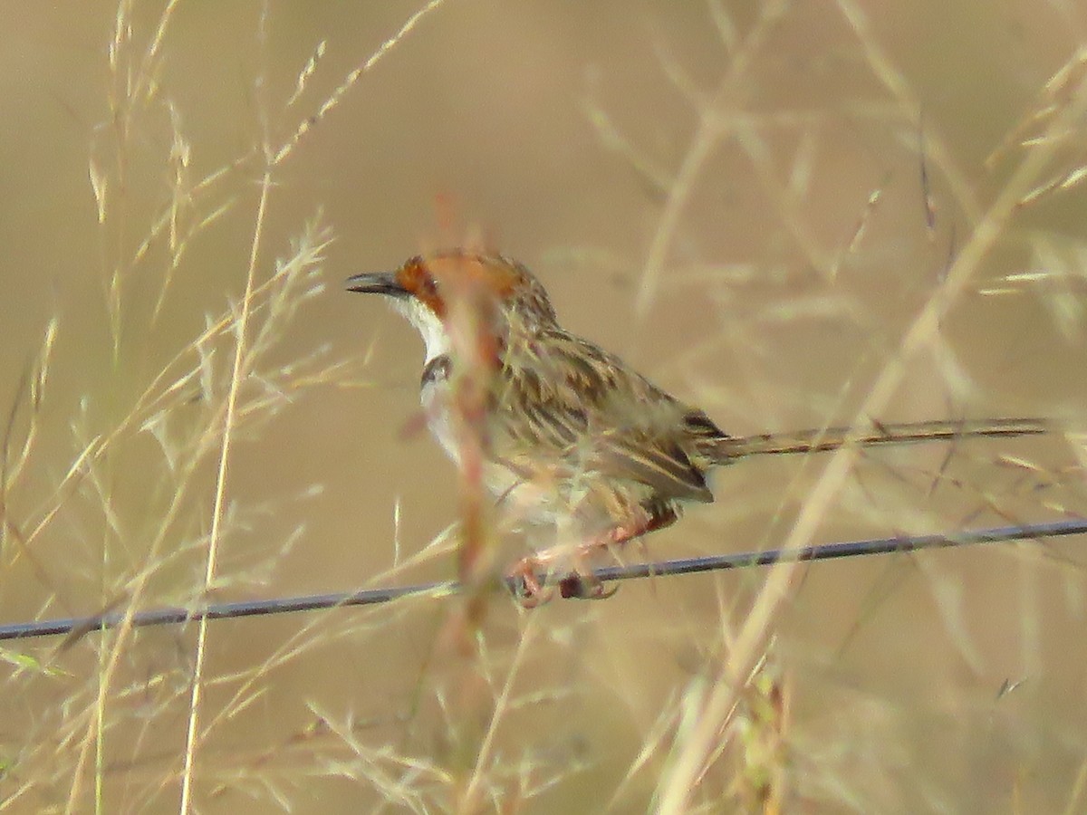 Rufous-eared Warbler - ML640064940