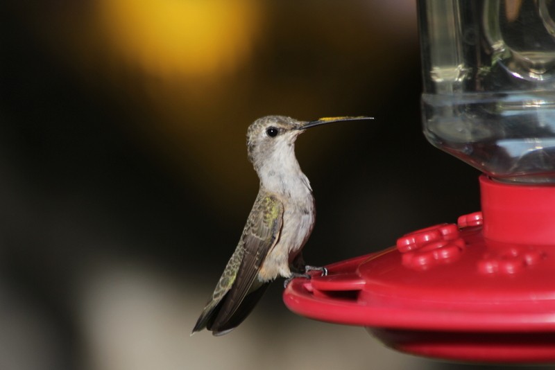 Black-chinned Hummingbird - ML640064949