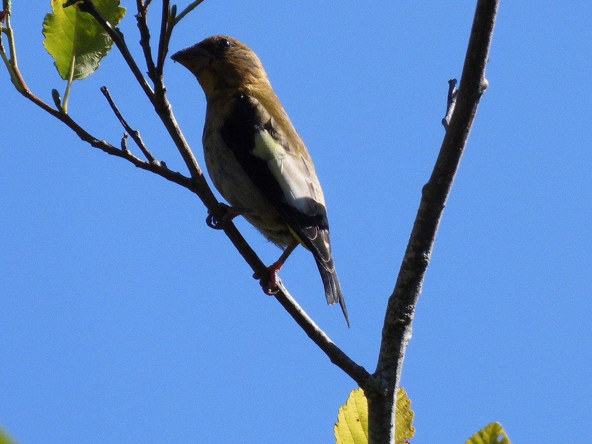 Evening Grosbeak - ML640064964