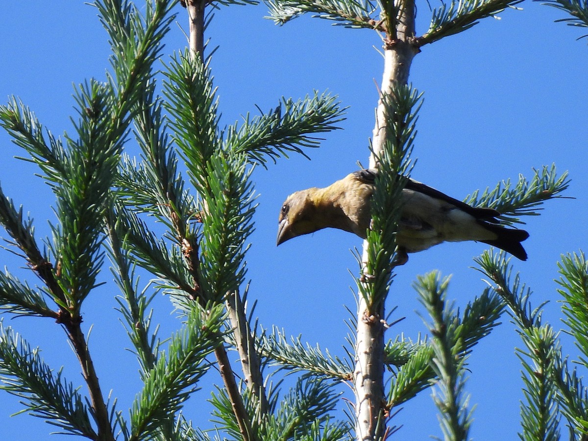 Evening Grosbeak - ML640064965
