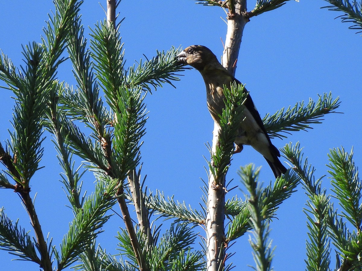 Evening Grosbeak - ML640064966
