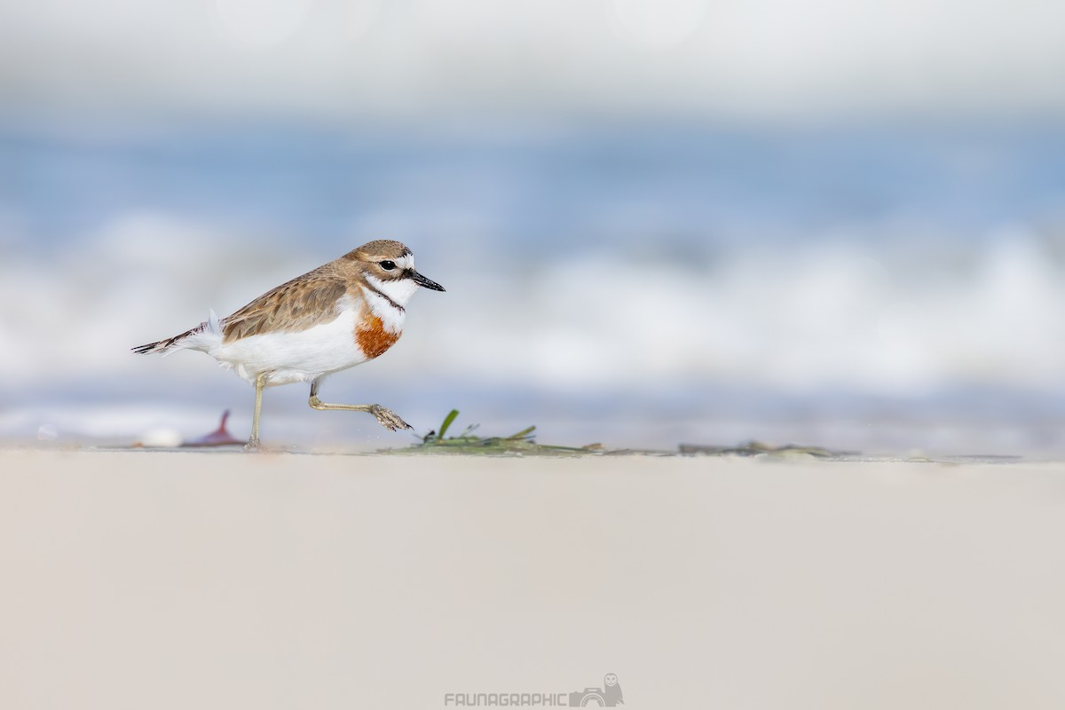 Double-banded Plover - ML640064977