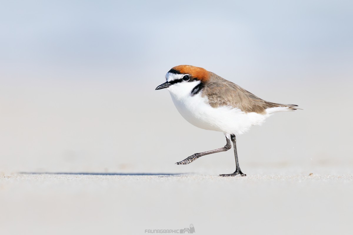 Red-capped Plover - ML640064978
