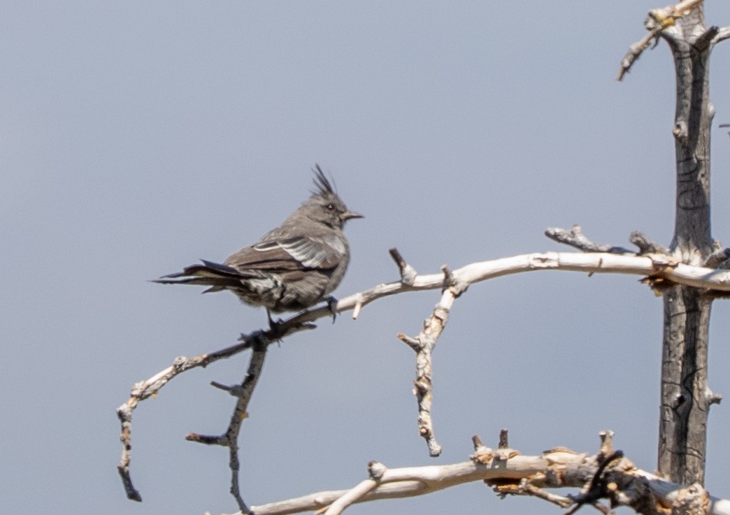 Phainopepla - ML640064979