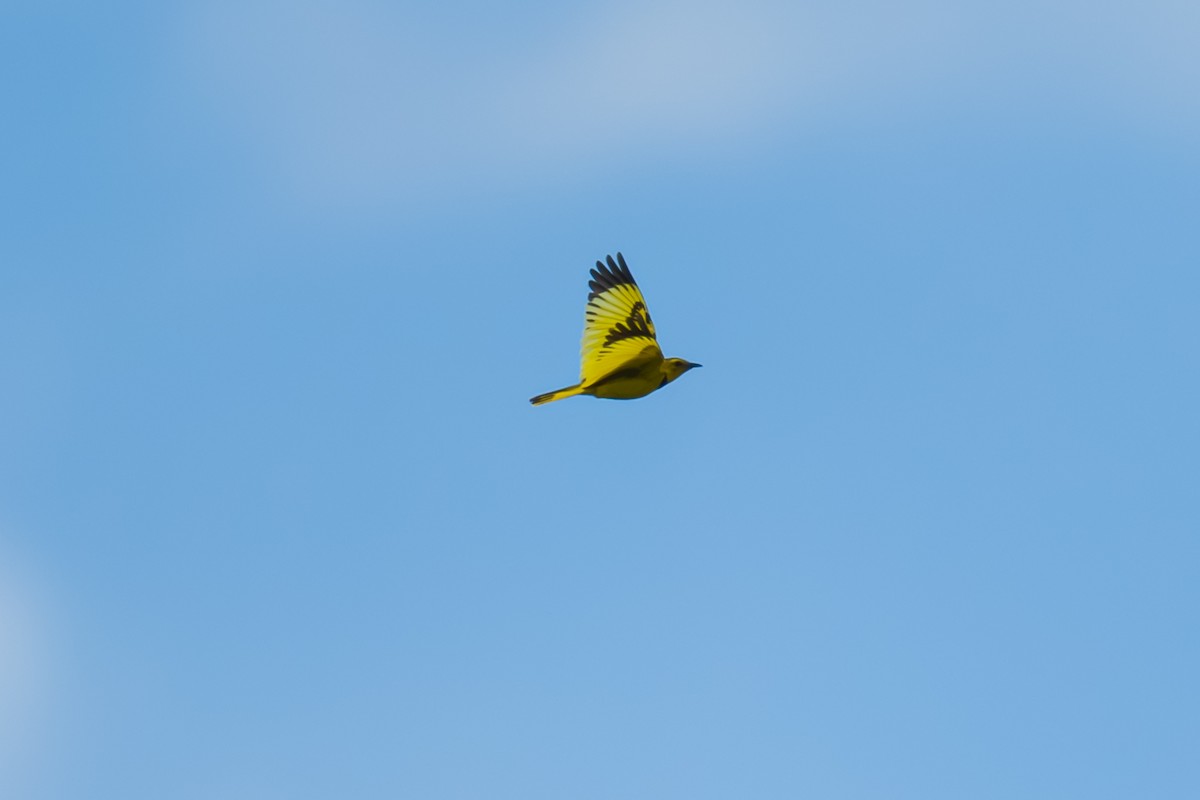 Pipit doré - ML640065018
