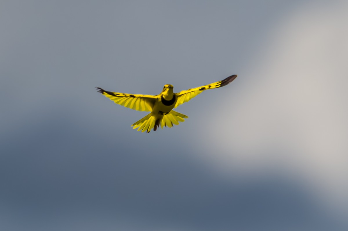 Pipit doré - ML640065019
