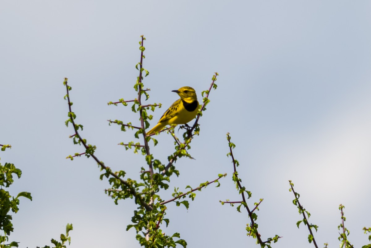 Pipit doré - ML640065020