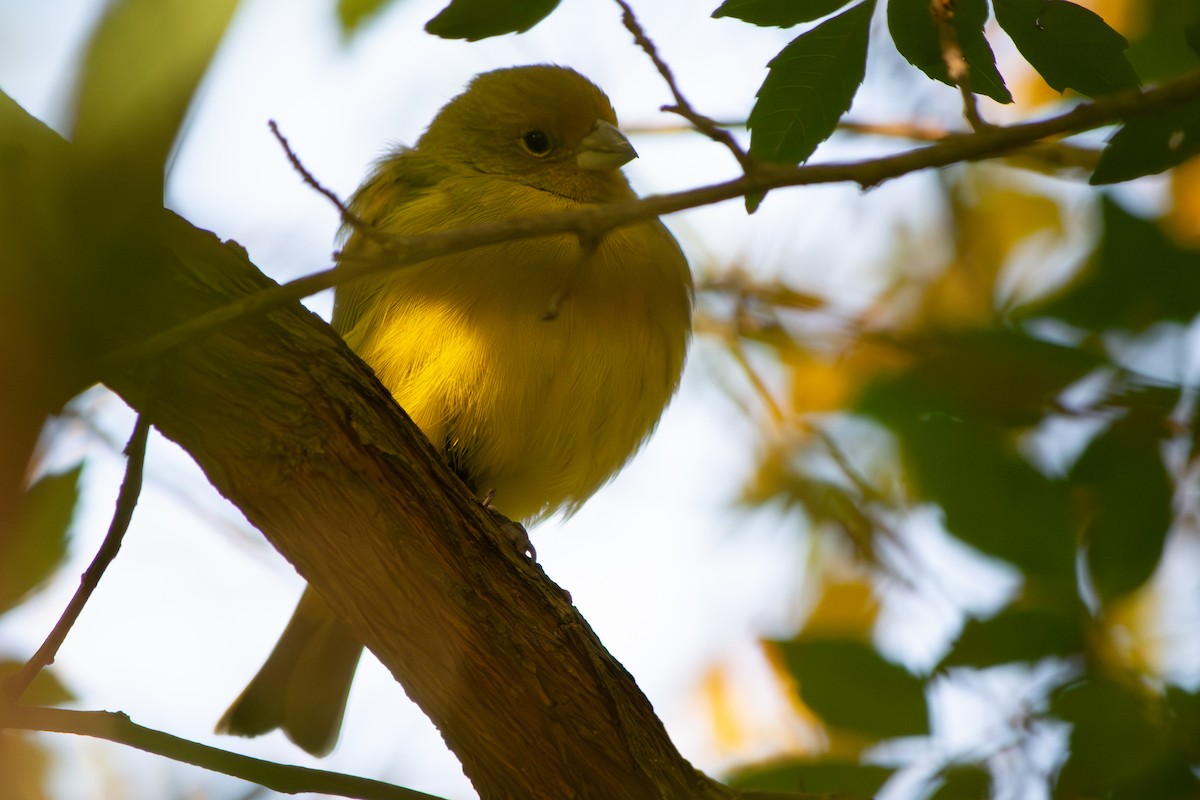 Saffron Finch - ML640065023