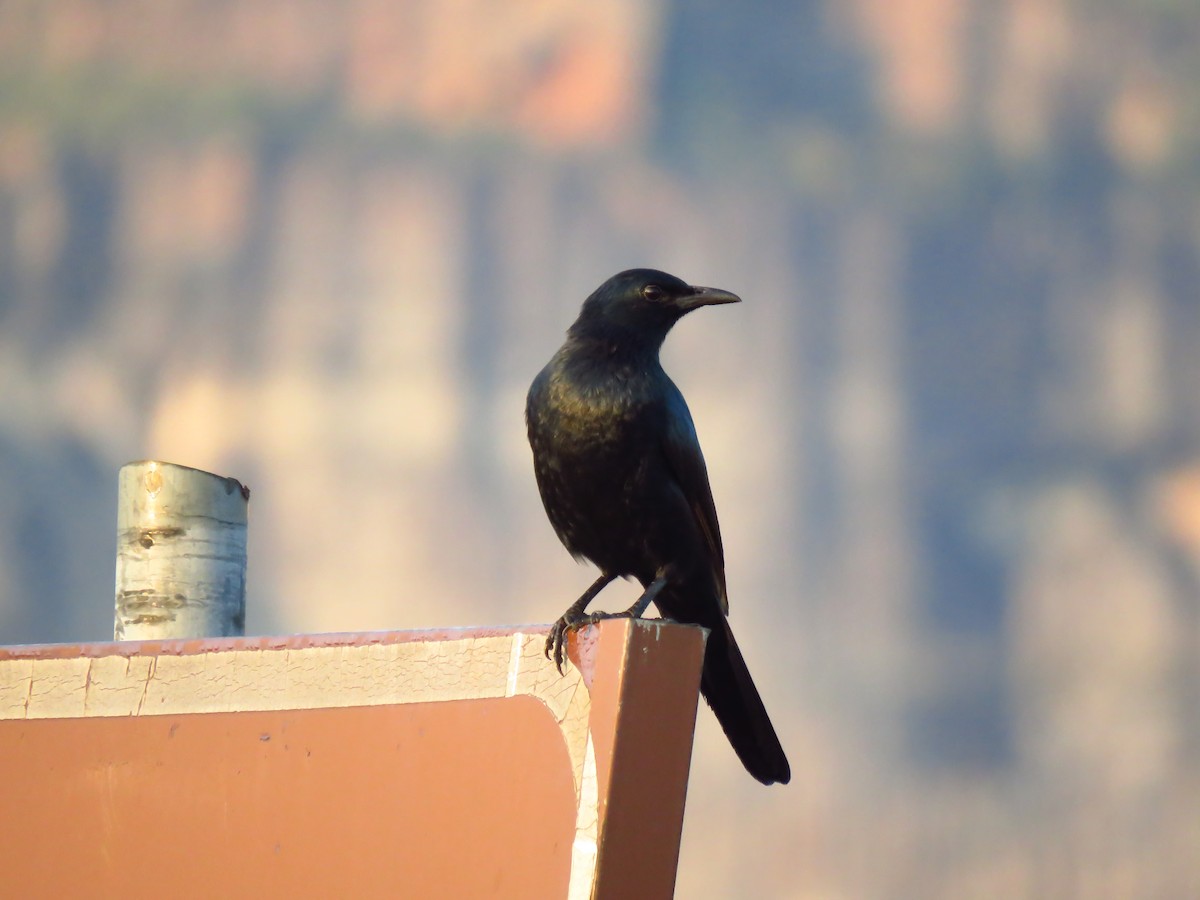 Red-winged Starling - ML640065024