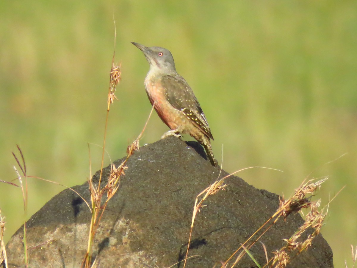 Ground Woodpecker - ML640065046