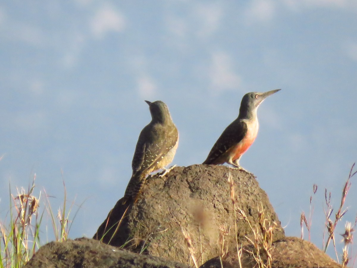 Ground Woodpecker - ML640065047