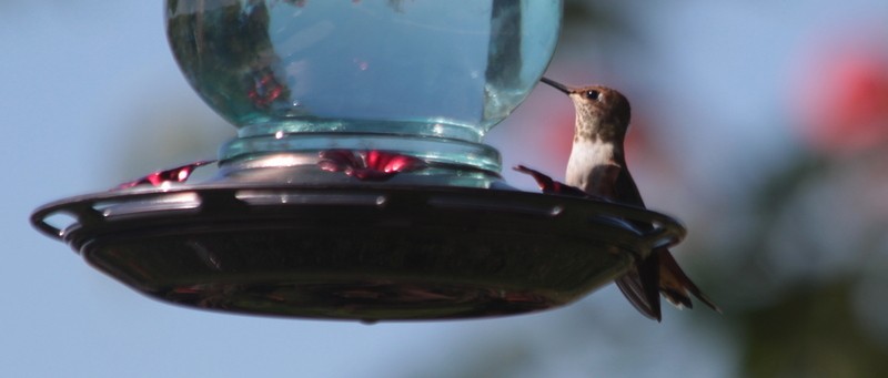 Rufous Hummingbird - ML640065059