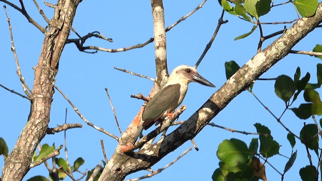 Great-billed Kingfisher - ML640065063