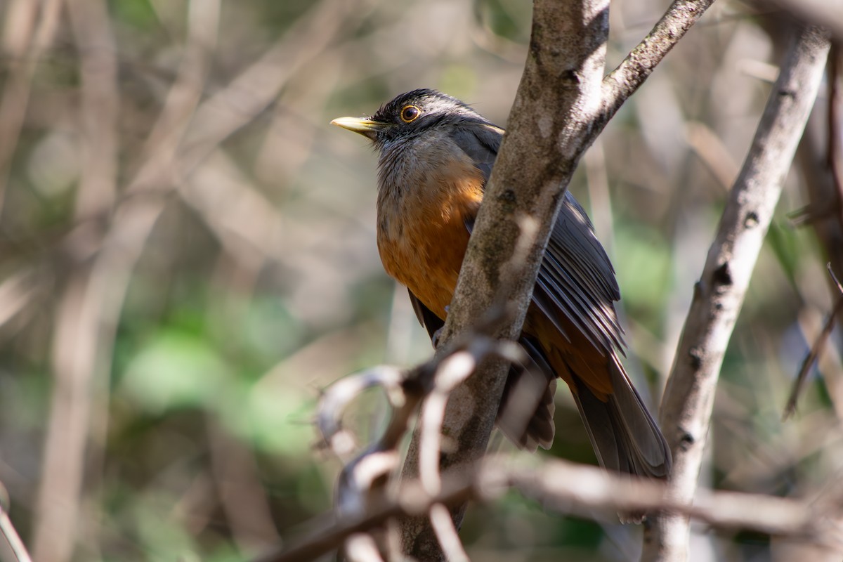 Rufous-bellied Thrush - ML640065068